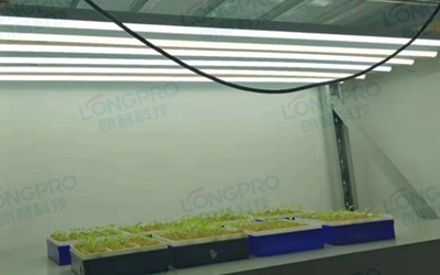 UV紫外線照射實驗：植物如何應對自然環(huán)境中的紫外線威脅？